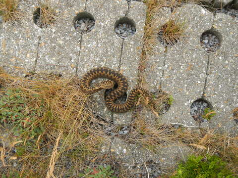 Image of Adder