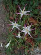 Imagem de Leucocoryne alliacea Lindl.