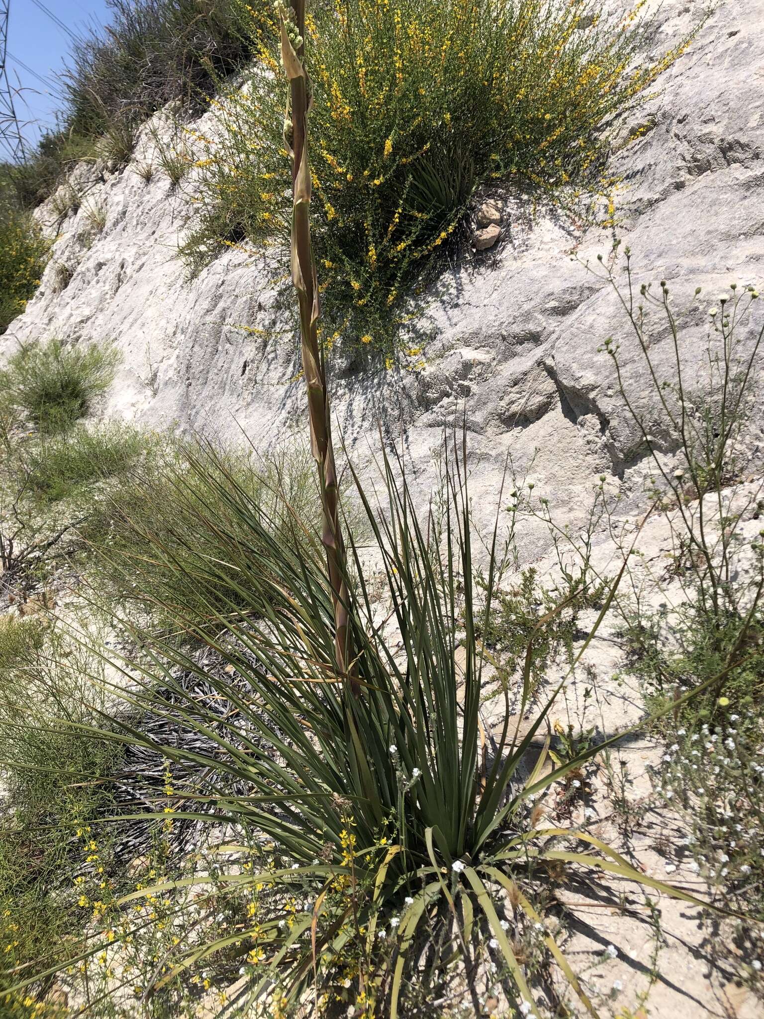 Image of Peninsular beargrass