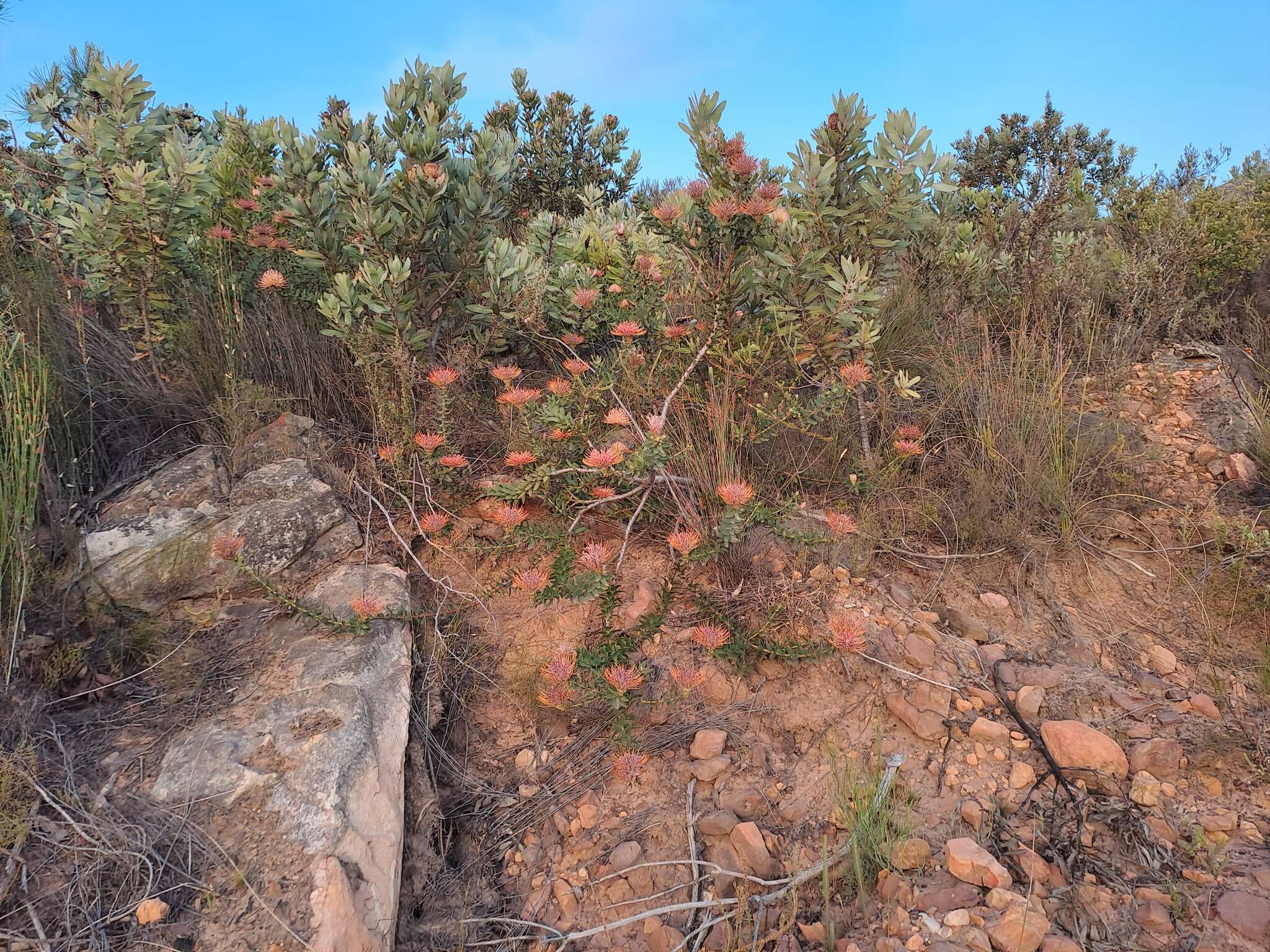 Plancia ëd Leucospermum tottum (L.) R. Br.