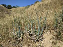 Imagem de Eriogonum nudum var. indictum (Jeps.) Reveal