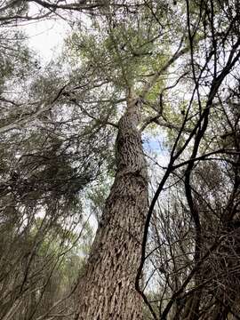 Image of Eucalyptus guilfoylei Maiden