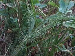 Achillea roseo-alba Ehrend. resmi