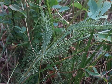 Image de Achillea roseo-alba Ehrend.