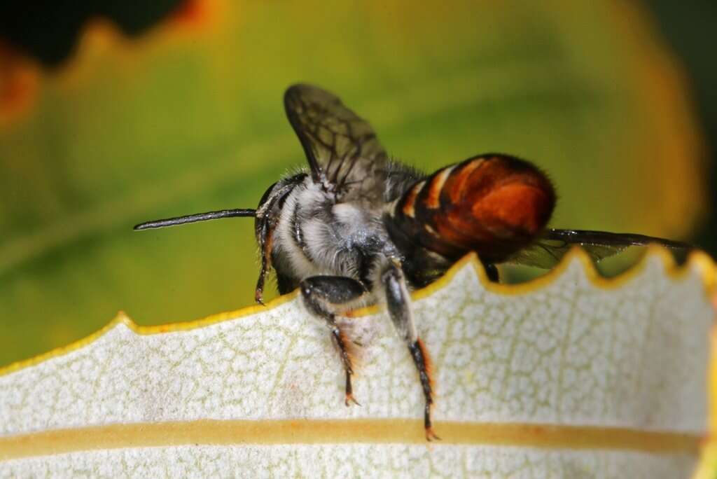 Imagem de Megachile ignescens Cockerell 1929