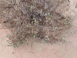 Image of Osteocarpum acropterum var. deminutum (J. Black) Paul G. Wilson