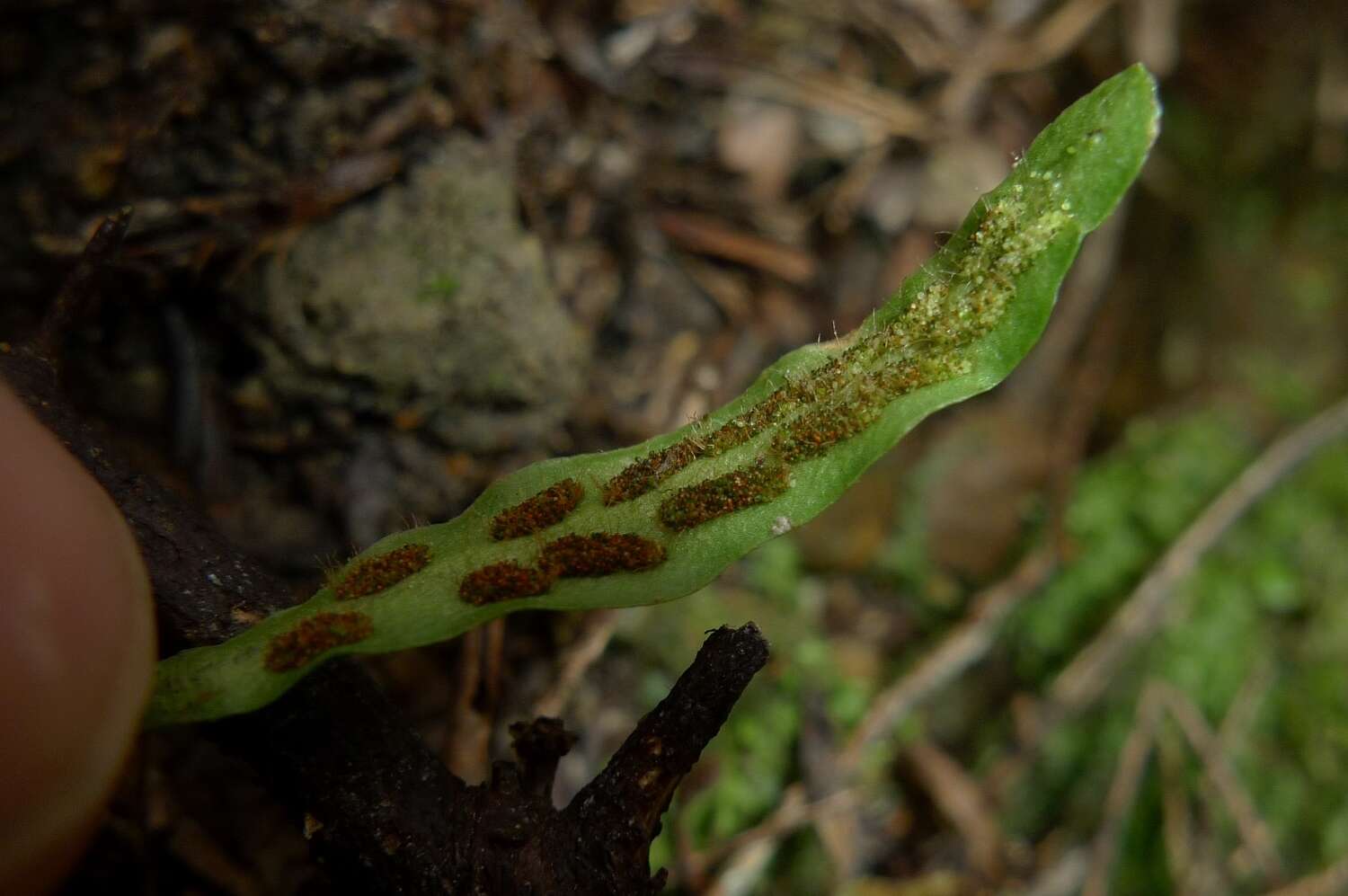 Image of Notogrammitis ciliata (Col.) Parris