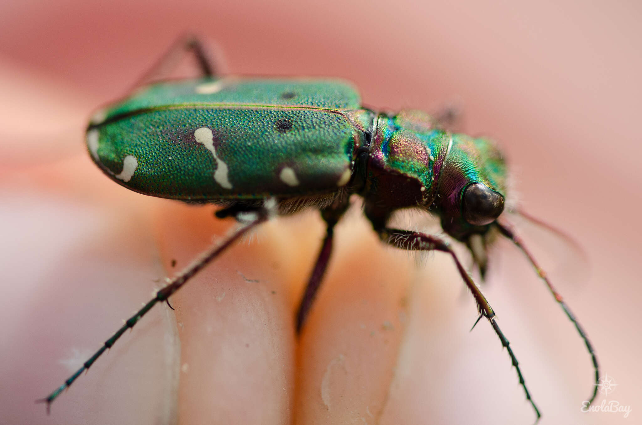 Image of Cicindela (Cicindela) maroccana pseudomaroccana Roeschke 1891