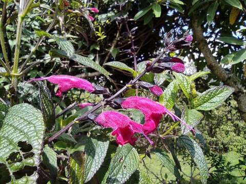 Image of Salvia quitensis Benth.