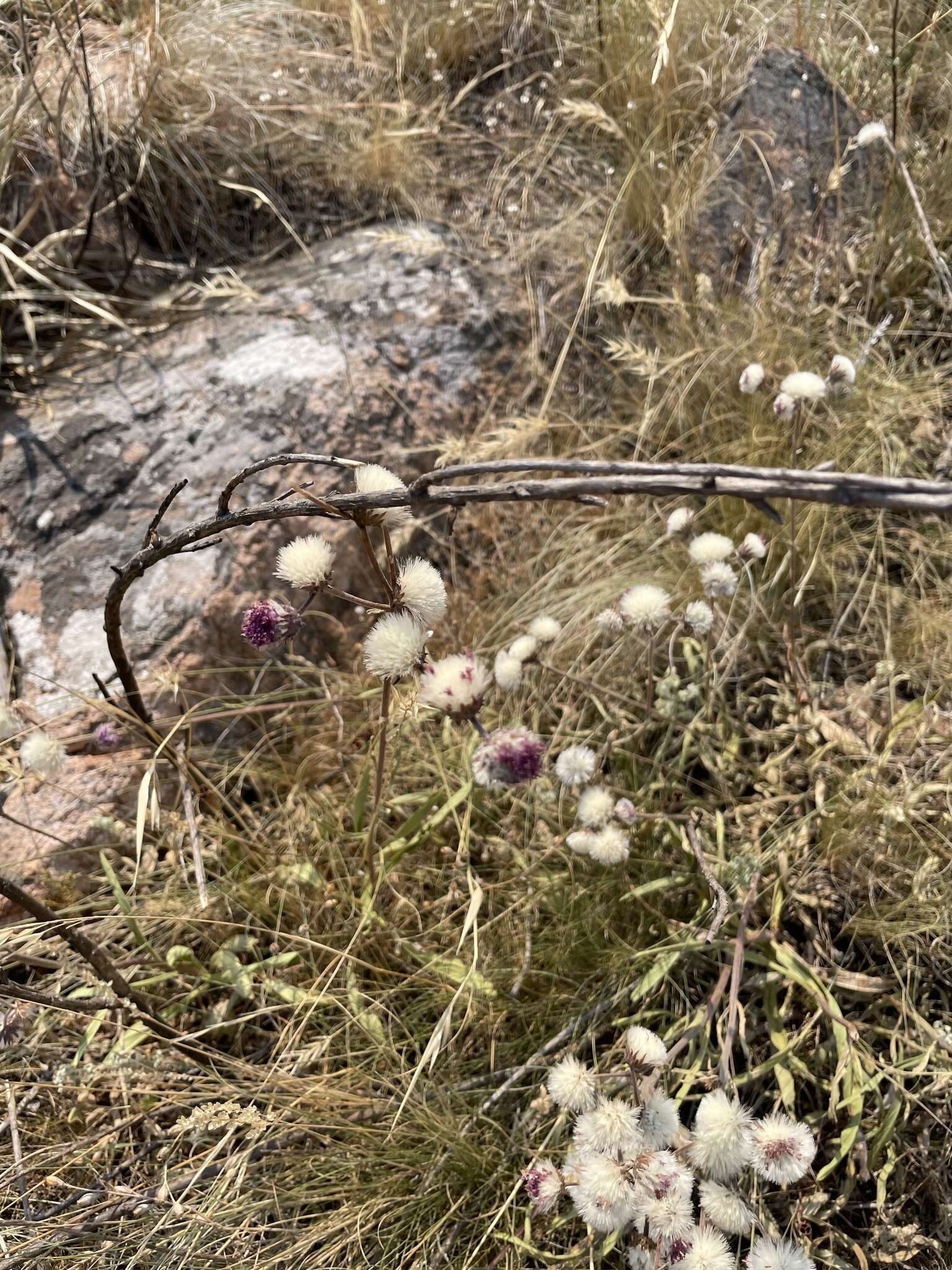 Слика од Chrysolaena flexuosa (Sims) H. Rob.