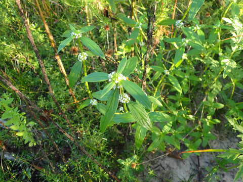 Image of Smooth False Buttonweed