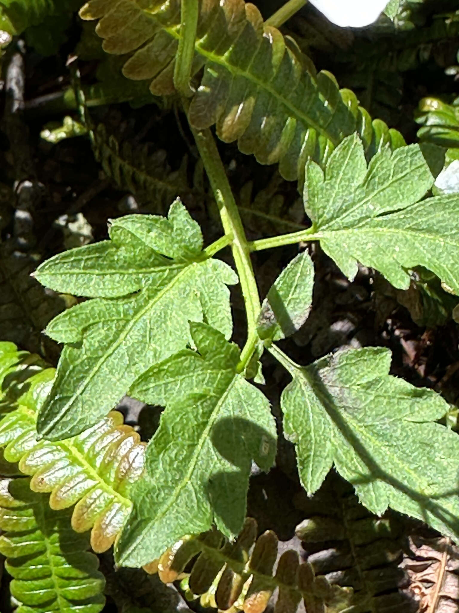Imagem de Cardamine geraniifolia (Poir.) DC.