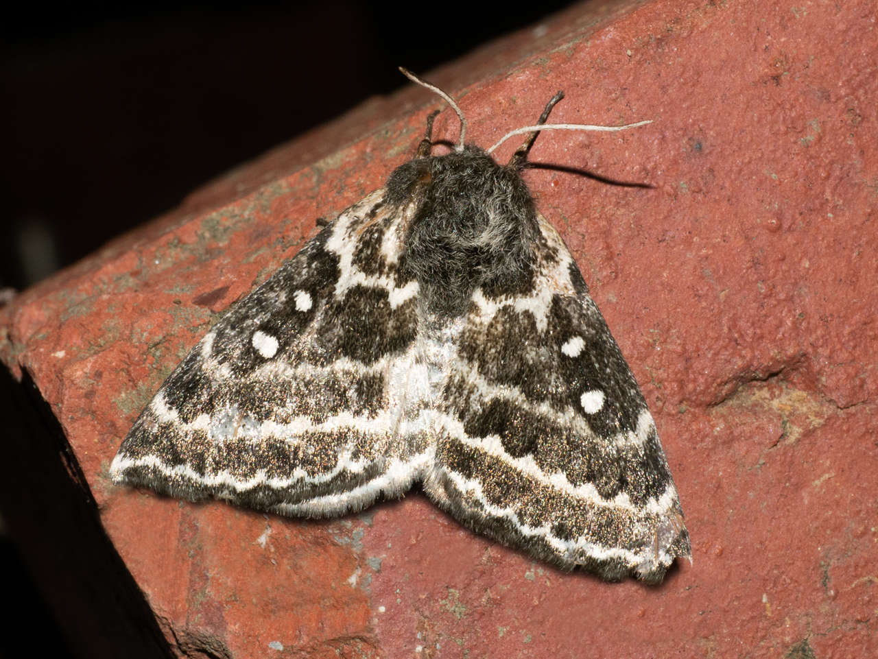 Image of Anthela denticulata (Newman 1856)