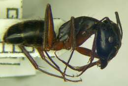 صورة Camponotus sanctus Forel 1904