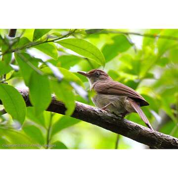 Image of Buff-vented Bulbul