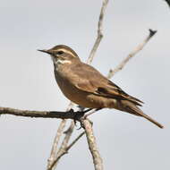 Image of Bar-winged cinclodes