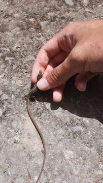 Image of Formosa Grass Lizard