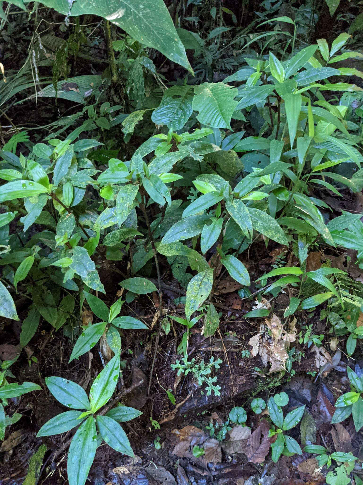 Image de Tradescantia schippii D. R. Hunt