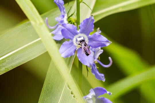 Image of Bellflower Resin Bee