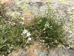 Plancia ëd Cherleria laricifolia (L.) Iamonico