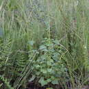 Image of Cineraria atriplicifolia DC.