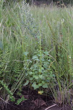 Image of Cineraria atriplicifolia DC.