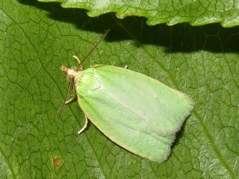 Image of green oak tortrix