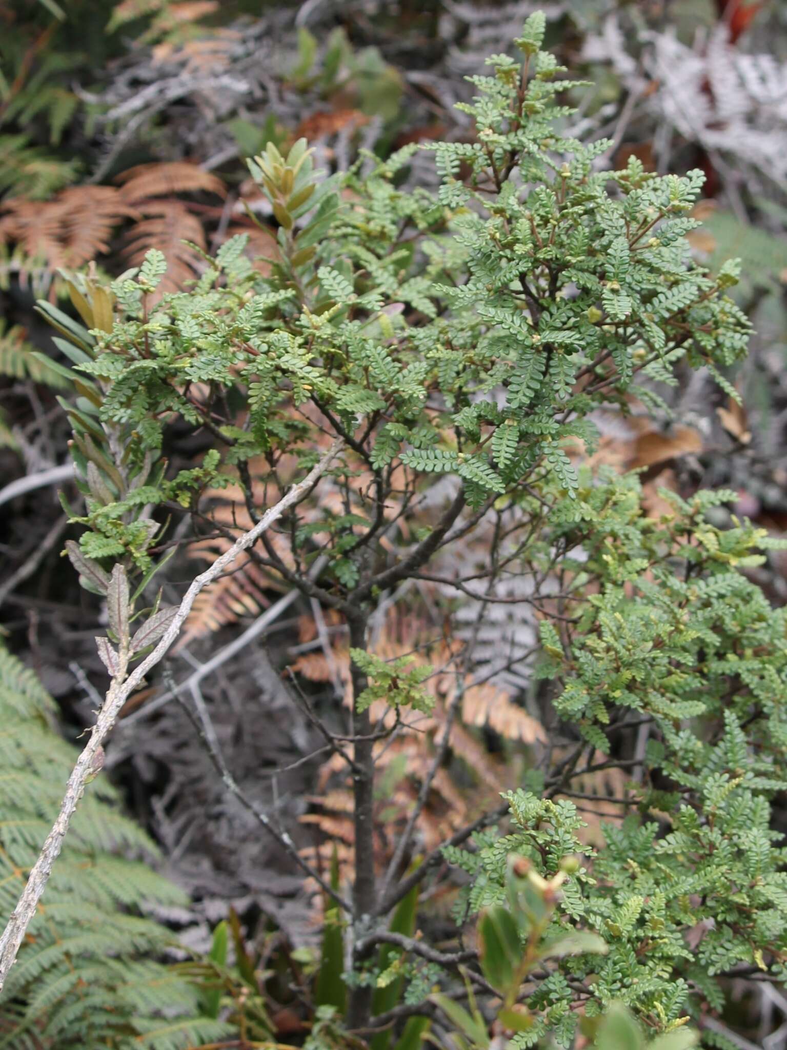 Image of Weinmannia tomentosa L. fil.