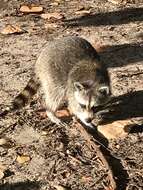 Image of Florida Raccoon