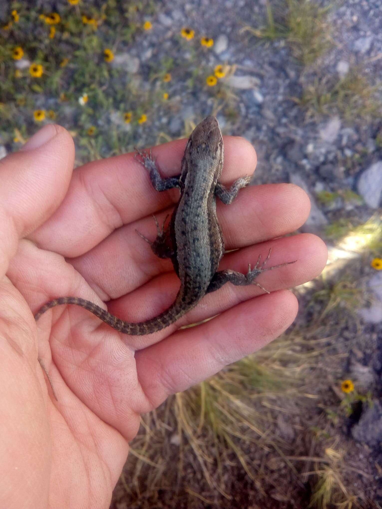 Sceloporus megalepidurus Smith 1934 resmi