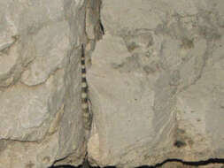 Image of Crevice Spiny Lizard