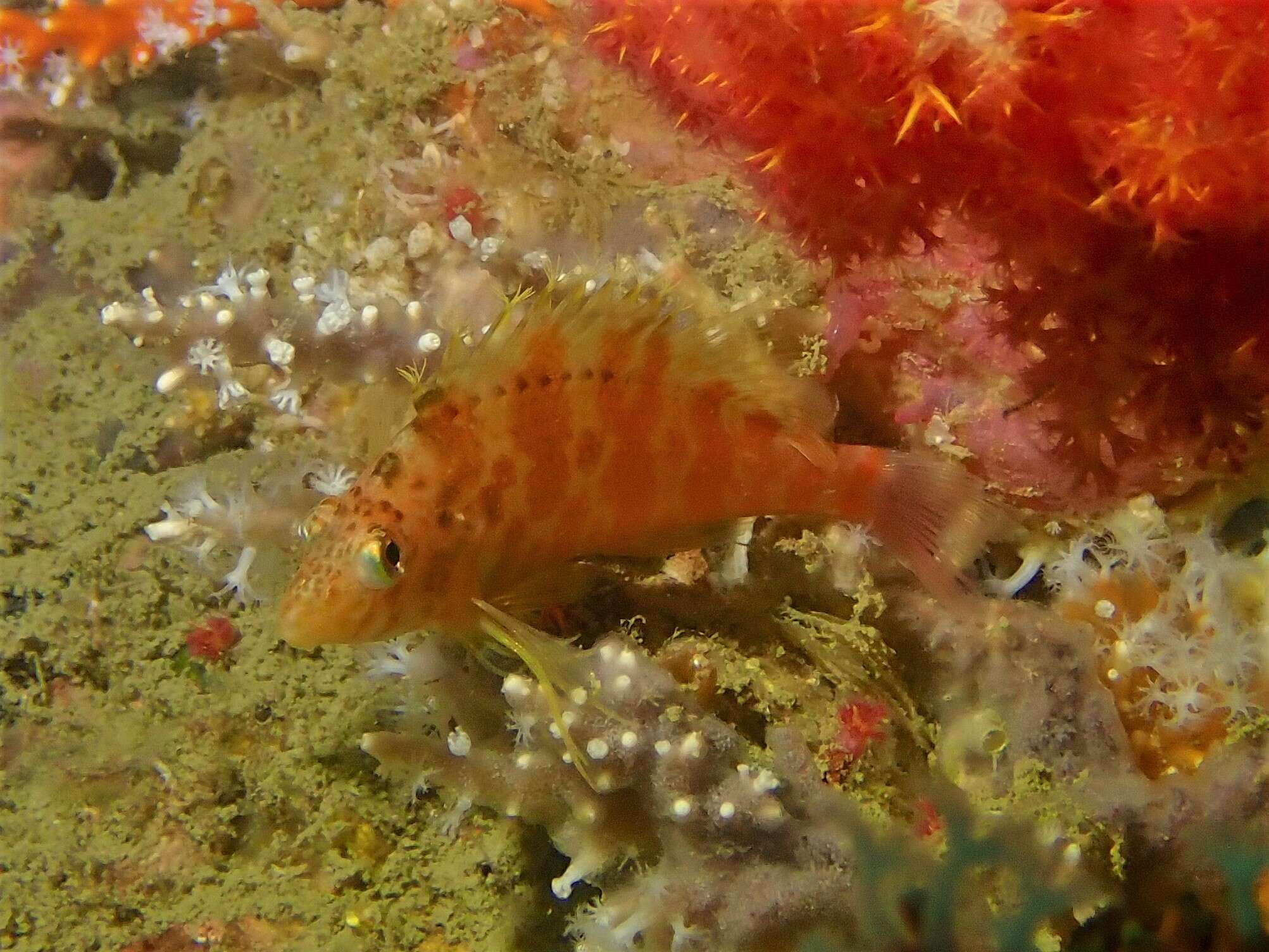 صورة Cirrhitichthys aureus (Temminck & Schlegel 1842)