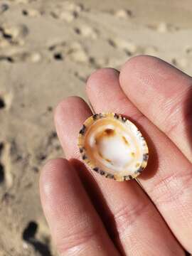 Image of Rustic Limpet