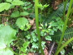 Image of Fern-Leaf Goldthread