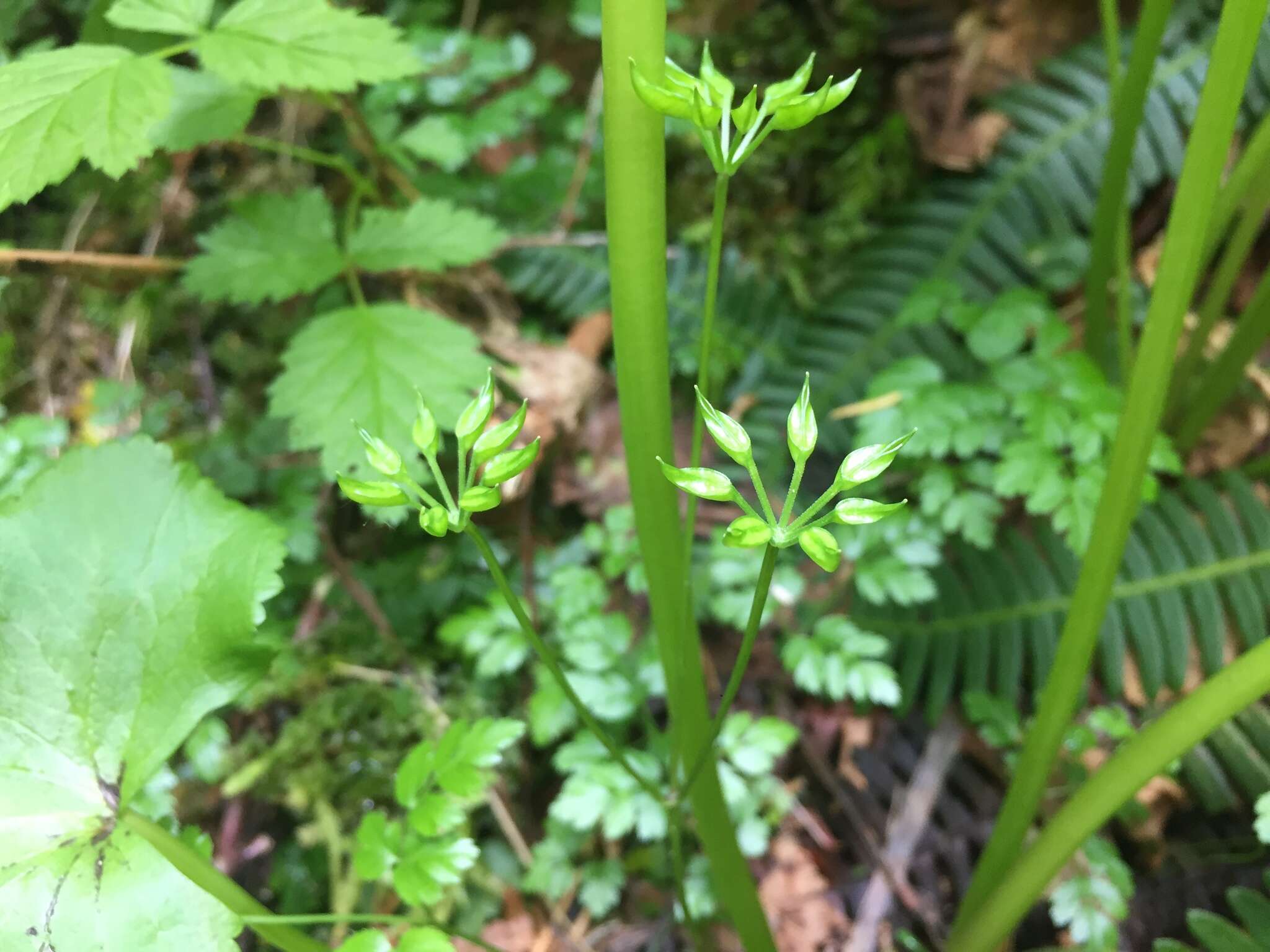 Image of Fern-Leaf Goldthread