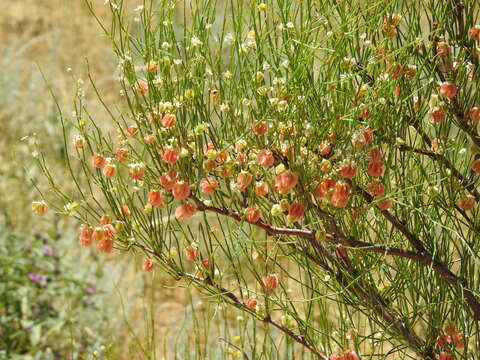 Image of Calligonum aphyllum (Pall.) Guerke