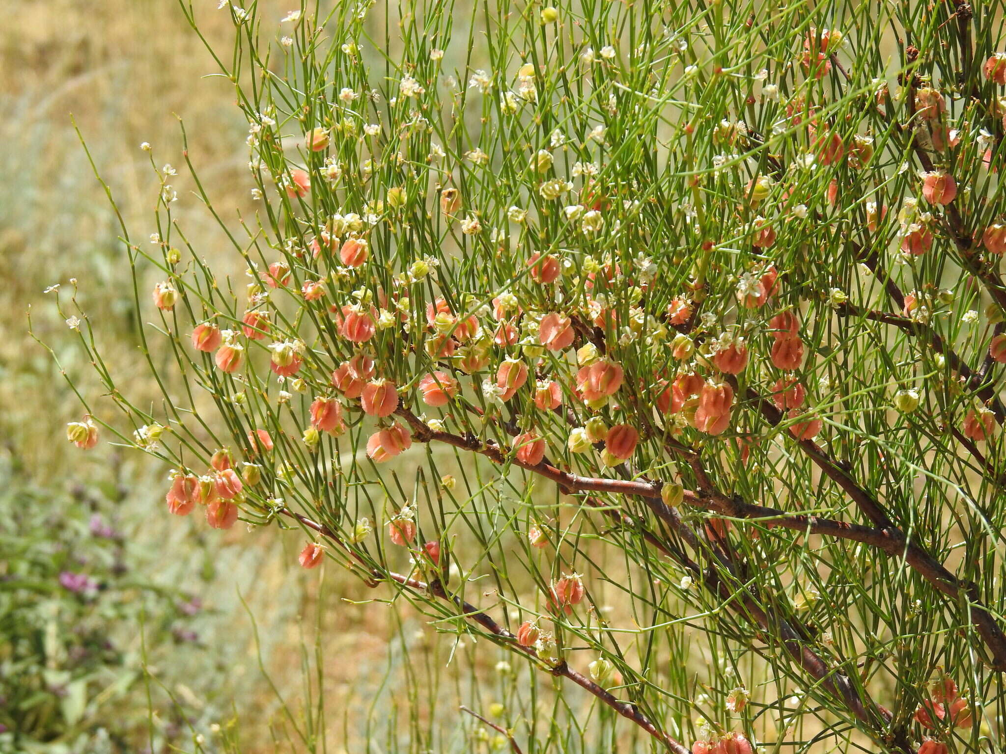 Calligonum aphyllum (Pall.) Guerke的圖片