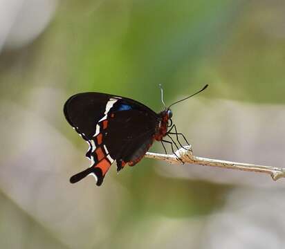 Image de Parides gundlachianus (Felder & Felder 1864)