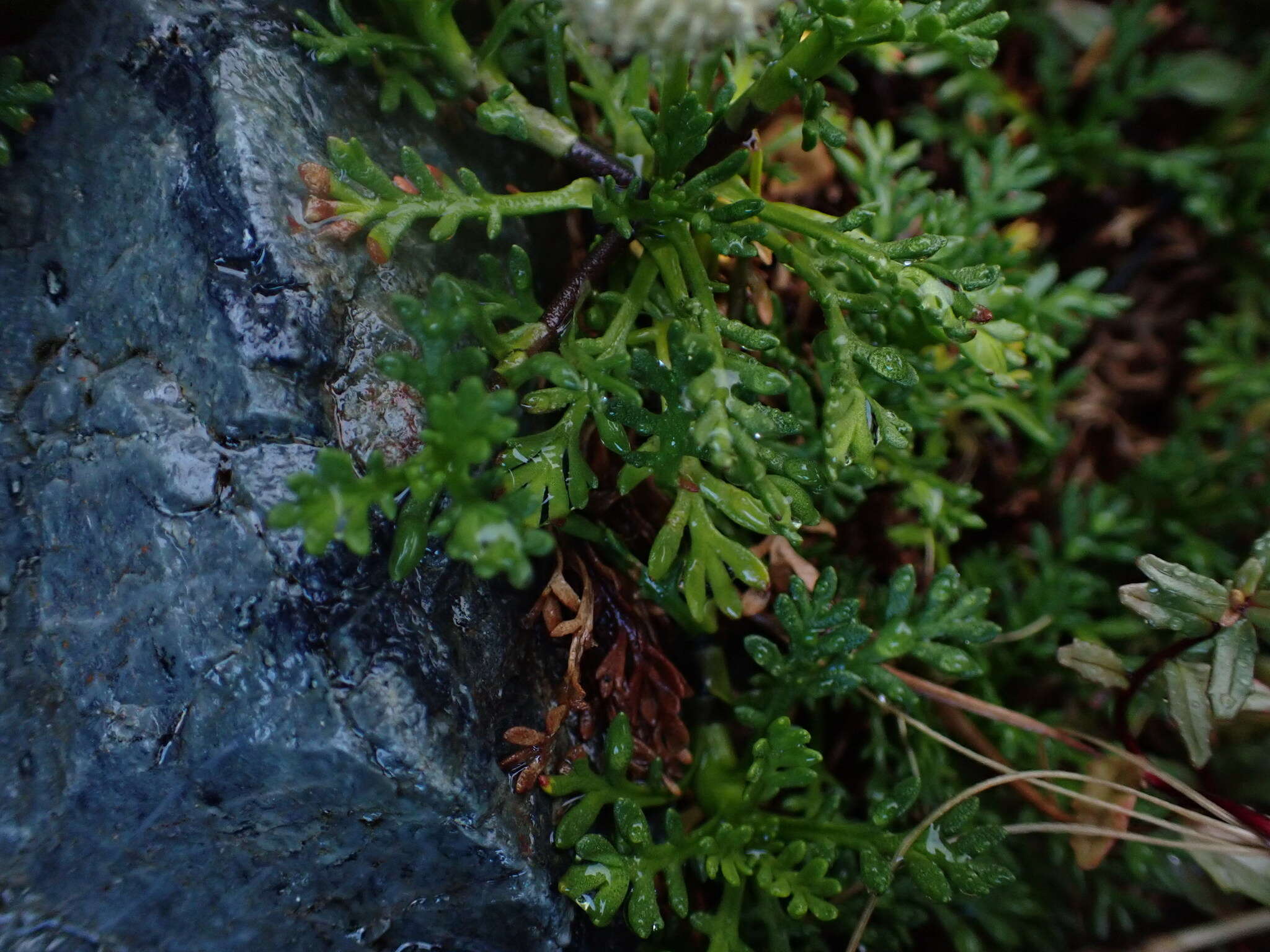 Plancia ëd Leptinella pyrethrifolia (Hook. fil.) D. G. Lloyd & C. J. Webb