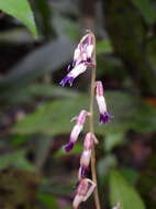 Image of Stereosandra