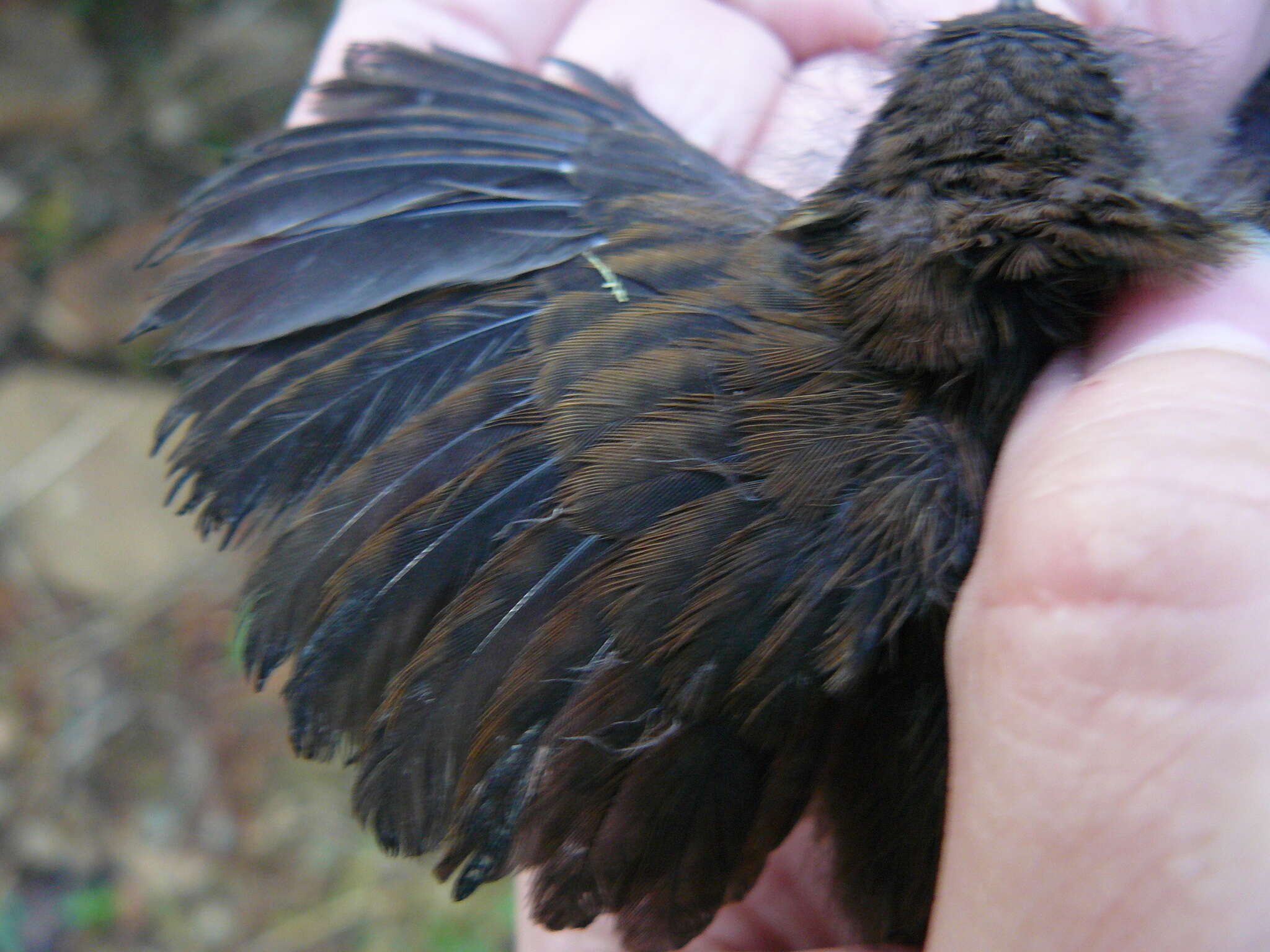 Image of Gray-breasted Wood-Wren