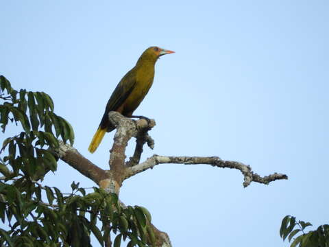 Image of Green Oropendola