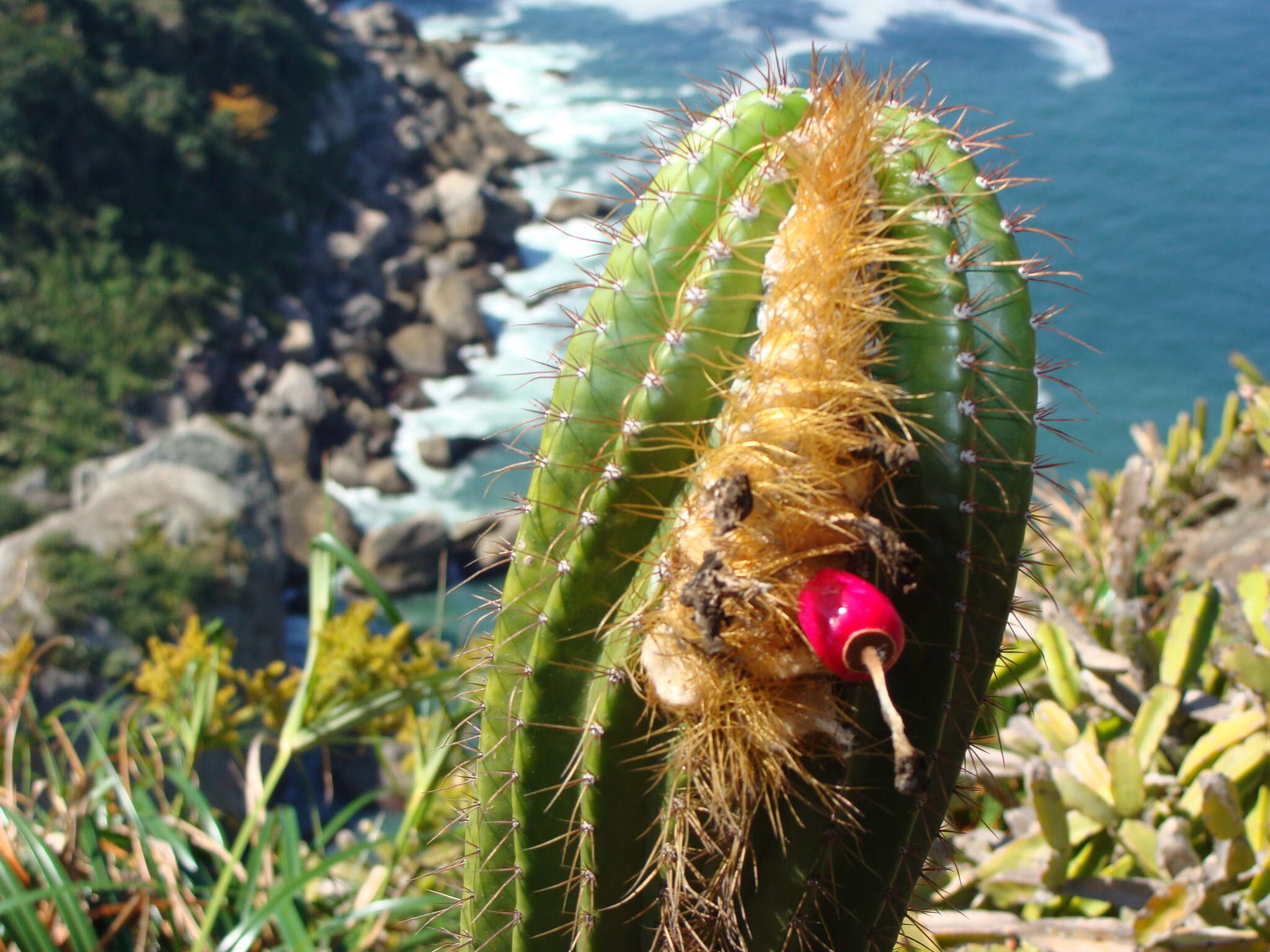 Imagem de Coleocephalocereus fluminensis (Miq.) Backeb.