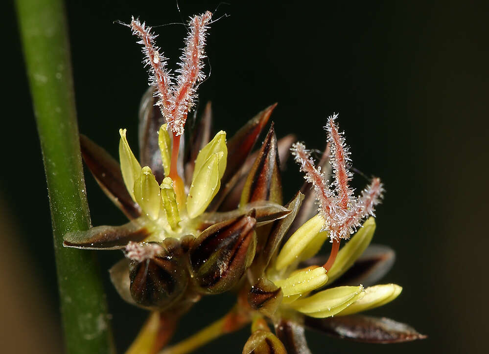 Image of Juncus balticus subsp. ater (Rydb.) Snogerup