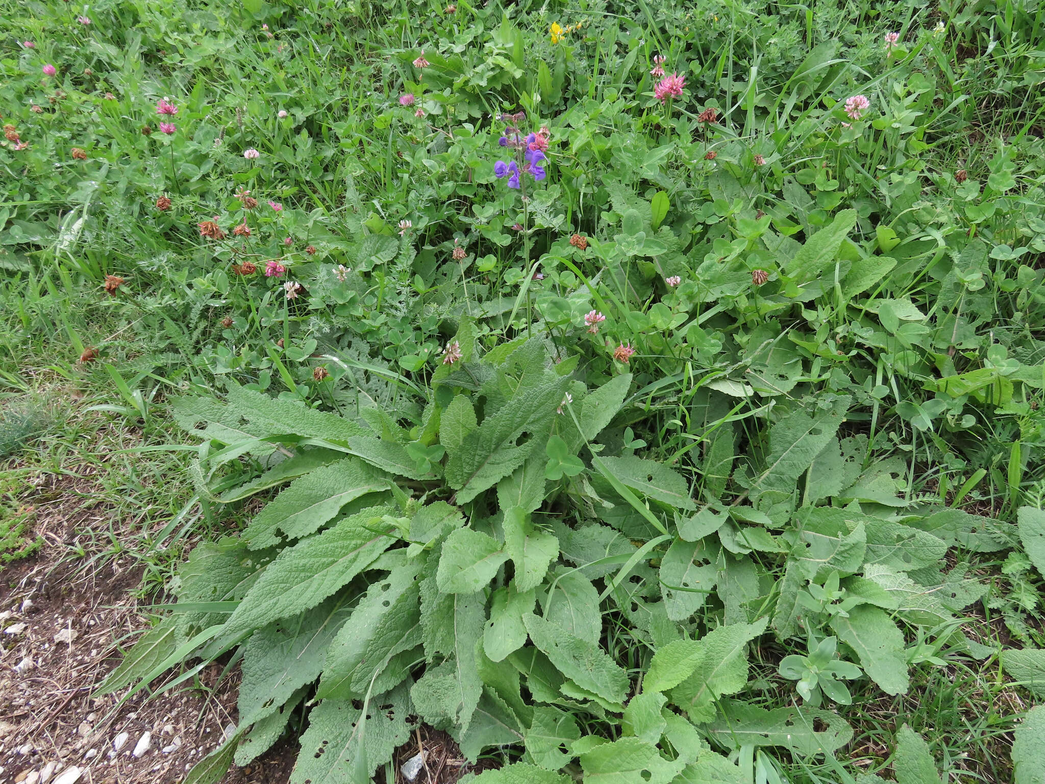 Sivun Salvia pratensis subsp. pratensis kuva