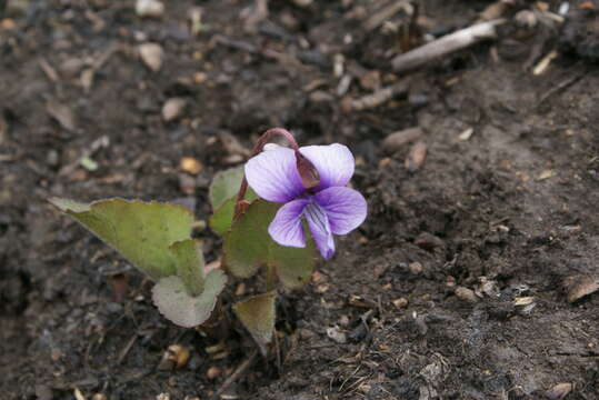 Imagem de Viola phalacrocarpa Maxim.