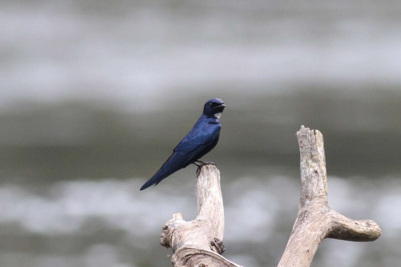 Image of White-bibbed Swallow