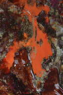 Image of Clathria subgen. Isociella Hallmann 1920