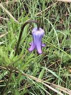 Image of hairy clematis