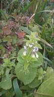 Слика од Stachys ocymastrum (L.) Briq.